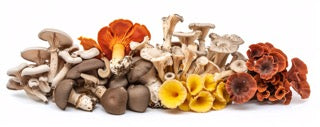Wild Mushroom Pack (2 Packs)